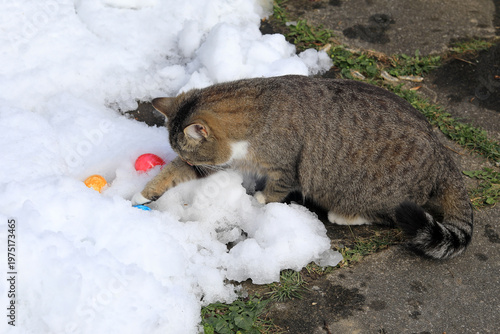 Eine Katze hat drei Ostereier im Schnee gefunden. Ostern und Haustiere