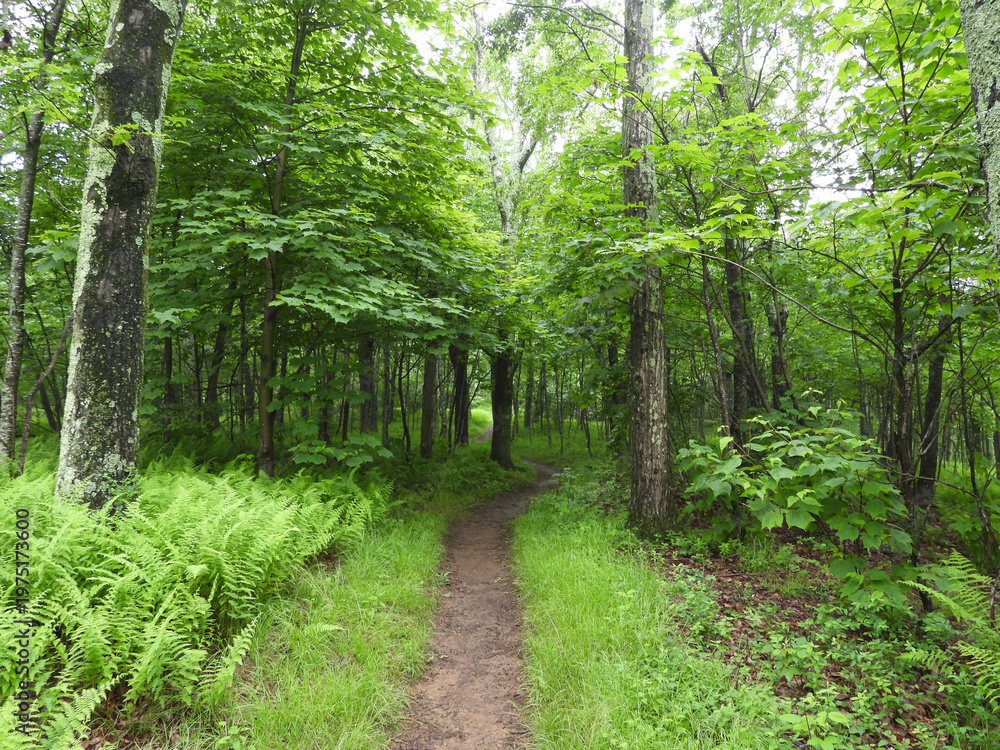 Fototapeta premium Visitors can enjoy a beautiful hike through the woodland forest of Shenandoah National Park. Overall Run Falls Trail, Blue Ridge, Appalachian mountains, Virginia. 