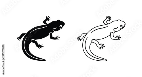 Salamander vs Newt: Amphibian Comparison Guide Vector