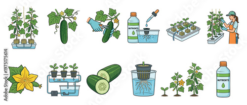 Cucumber hydroponic cultivation process showing plant growth, nutrient feeding, and harvesting stages in a modern indoor garden.