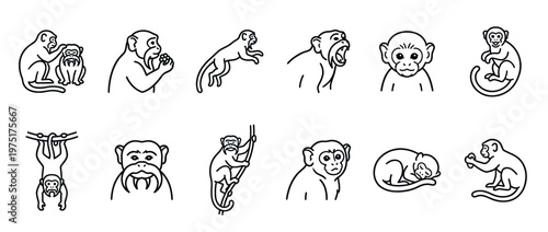 Monkeys, primates, animals, set of various line art icons depicting different poses and expressions of these wild creatures.