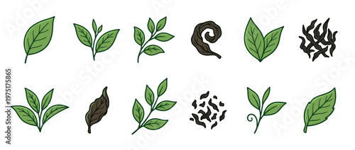 Collection of fresh green tea leaves and dried tea buds in various shapes, illustrating the different stages of tea processing.