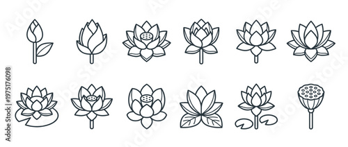 Lotus flowers vector icons set showing various stages of bloom from bud to full blossom and seed pod.