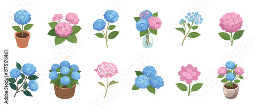 Hydrangeas flowers vector illustration set featuring various pink and blue blooms in pots, vases, and as individual stems for decorative design.