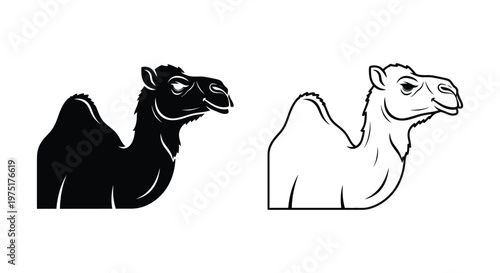 Dromedary vs Bactrian Camel: Key Differences Illustrated Vector