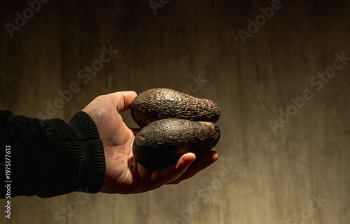 A man holding two avocados in hand. In front of a grey background. Home cooking exotic fruit concept.