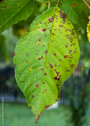 Obraz na płótnie Sweet cherry leaf (Prunus avium) exhibiting reddish-brown necrotic spots and localized chlorosis caused by cherry leaf spot fungal infection (Blumeriella jaapii)