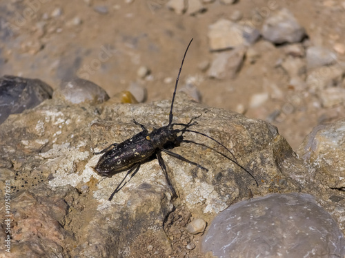 Foto Black longhorn beetle (Monochamus sutor) with pale white spots crawling on a sunlit weathered rock surface