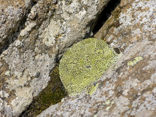 Cuadro en lienzo Bright yellow-green map lichen (Rhizocarpon geographicum) patch growing on a weathered rock surface within a cliff crevice