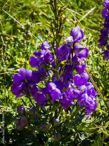 Fotografie Flowering monkshood stalk (Aconitum napellus) with vibrant deep violet-blue helmet-shaped blossoms growing in a mountain meadow
