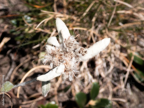 Close-up of an edelweiss flower, Leontopodium nivale, displaying its iconic woolly white bracts and mature fuzzy seed heads on rocky mountain ground in Romania.
