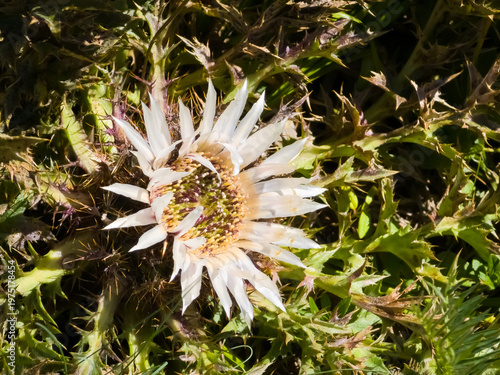 Fotografie Stemless carline thistle (Carlina acaulis) flower blooming with silvery-white ray bracts amidst spiny basal leaves in macro focus