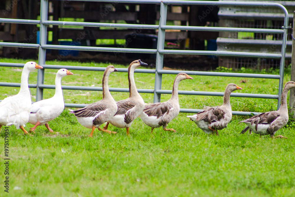 Obraz premium group of geese