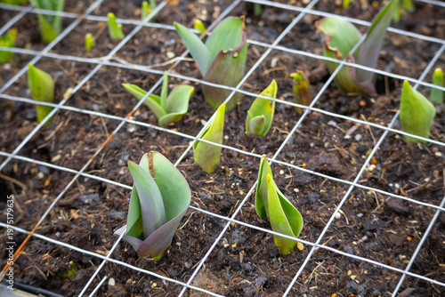 Canvas-taulu Green and purple tulip shoots emerging from soil under wire mesh
