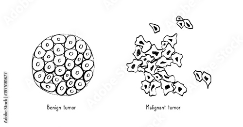 Cells structure sketch
