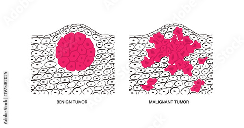 Cells structure sketch