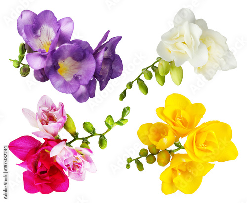 Tender freesia flowers isolated on white, set