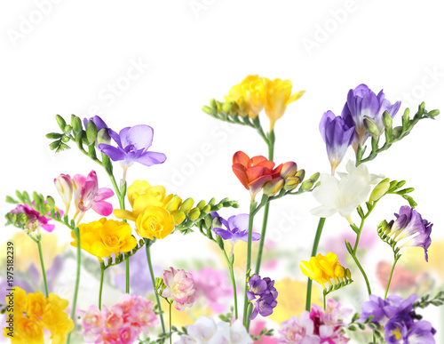 Beautiful colorful freesia flowers on white background, selective focus