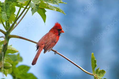 Brilliant red northern cardinal on Maui.