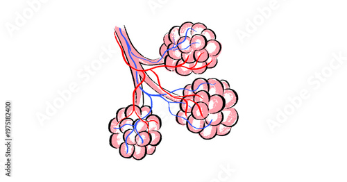Cells structure sketch