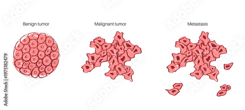 Cells structure sketch