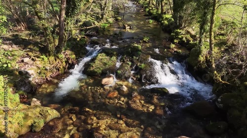 Forest stream flowing over moss-covered rocks in a vibrant green woodland