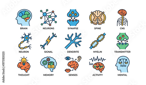 Illustrated diagrams of brain components and nervous system functions