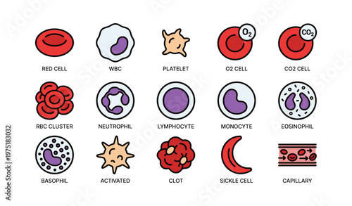 Illustration of human blood cells and their functions