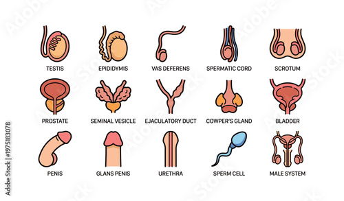 Diagrams of male reproductive system components