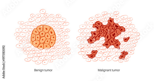 Cells structure sketch