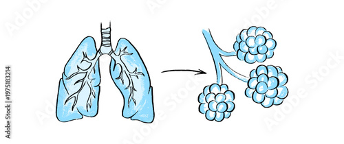 Cells structure sketch