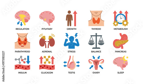 Endocrine system: hormones and glands illustration