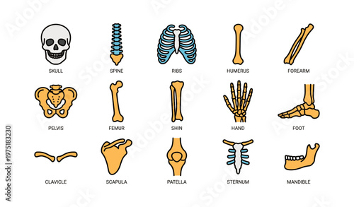 Human skeleton parts: skull, spine, ribs, humerus, forearm, pelvis, femur, shin, hand