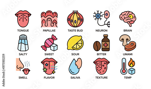 Human taste and sensory icons: tongue, neuron, brain, flavor, salty, sweet, sour, smell