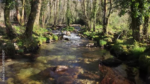Forest stream flowing over moss-covered rocks in a vibrant green woodland