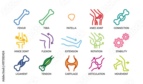 Colorful anatomical icons illustrating human skeletal and muscular systems