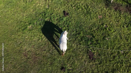 White horse grazing in green field from aerial view