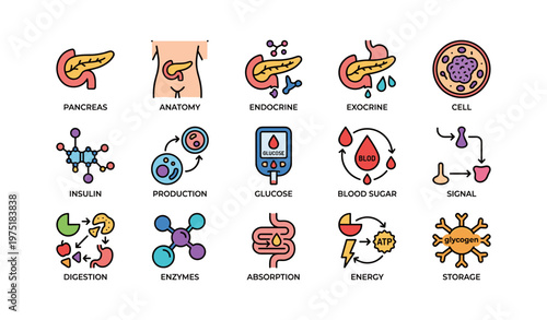 Colorful icons of pancreas anatomy, blood sugar, and metabolism processes
