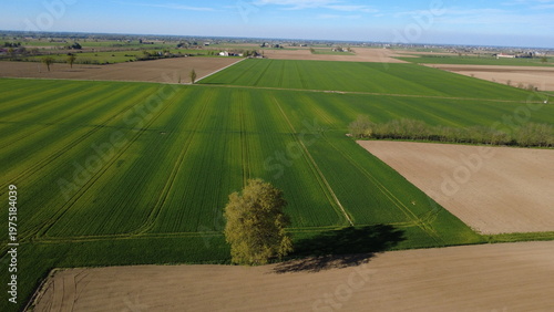Campi di grano, colza e terre pronte per la semina dei pomodori vicino a dei cascinali, prov. di Alessandria - San Giuliano Nuovo - Piemonte - Italia(dal drone)