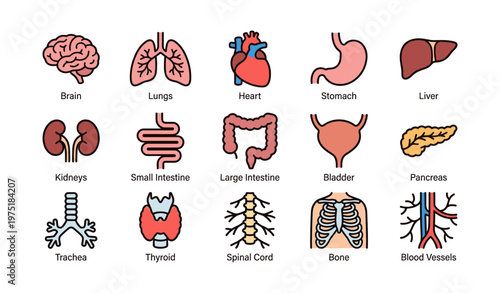Colorful icons of human organs and systems in simple illustrations