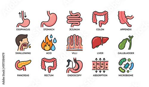 Illustrated digestive system components with functions and organs