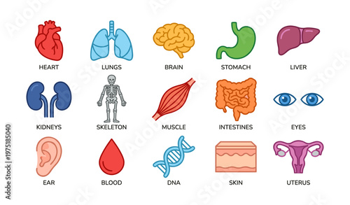 Illustrated human body organs and systems including heart, lungs, brain, stomach, and more