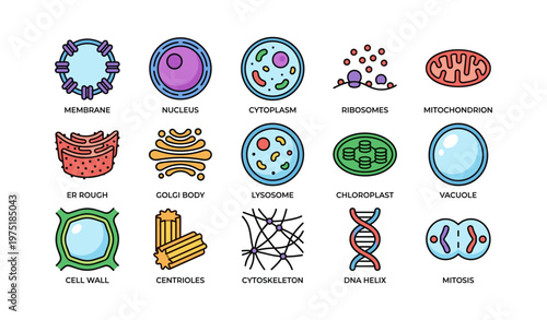 Detailed icons of cellular organelles and functions in biology