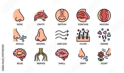 Diagram illustrating human nose anatomy and sense of smell process