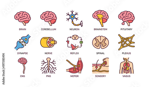Illustrated neural system components including cerebellum neuron brainstem and synapse