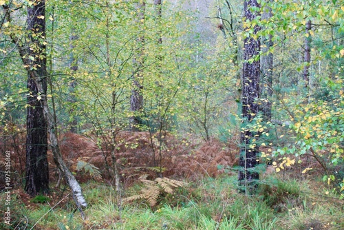 forest in autumn