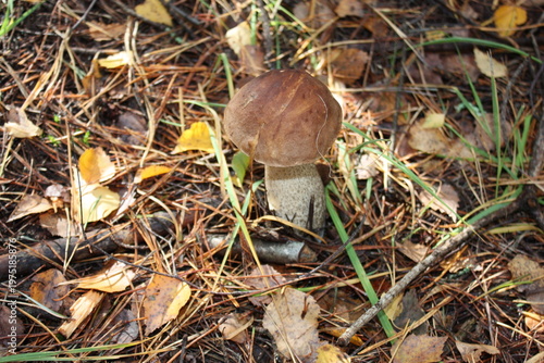 mushroom in the forest