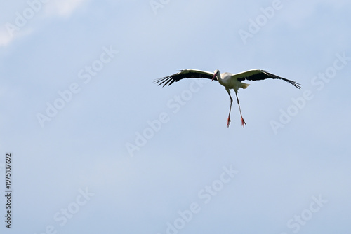 white stork (Ciconia ciconia) in flight, living in the wild