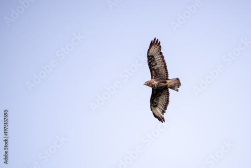 common buzzard (Buteo buteo) in flight, isolated