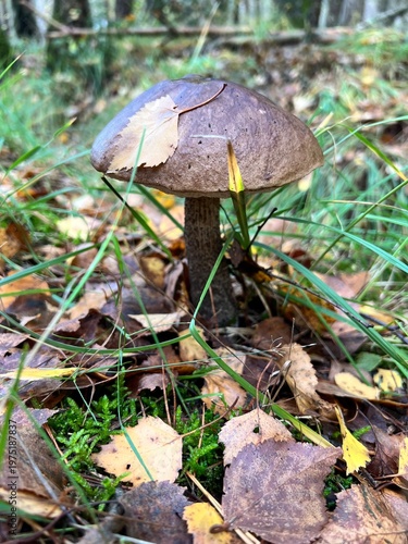orange cap boletus
